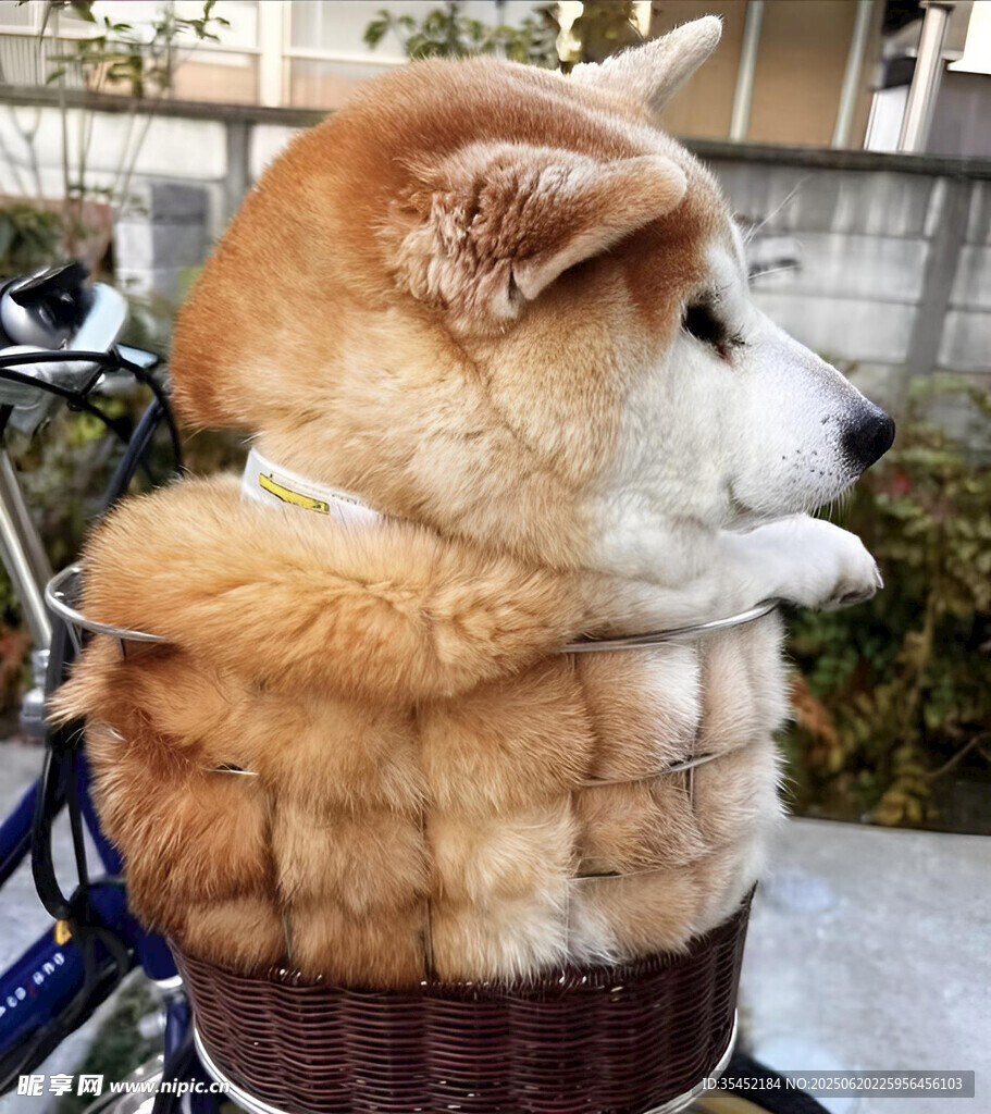 狗