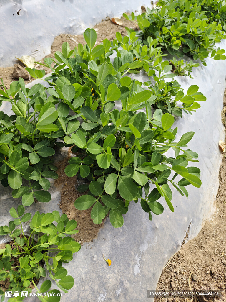 花生葉子花生種植