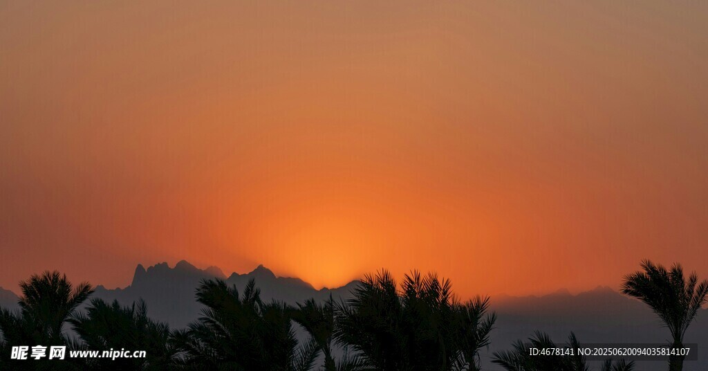夕陽下的棕櫚樹剪影