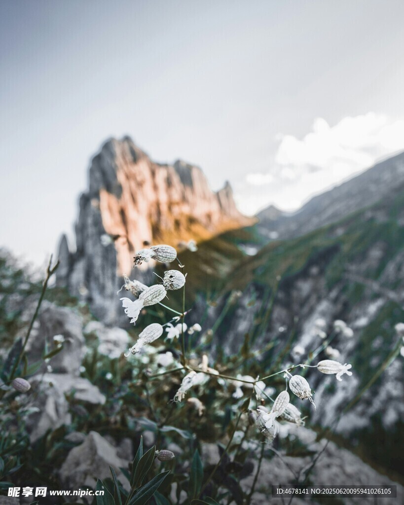 山間繁花伴巍峨壯麗山峰