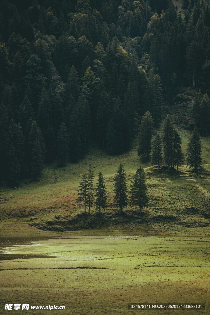 山間草地與樹木美景