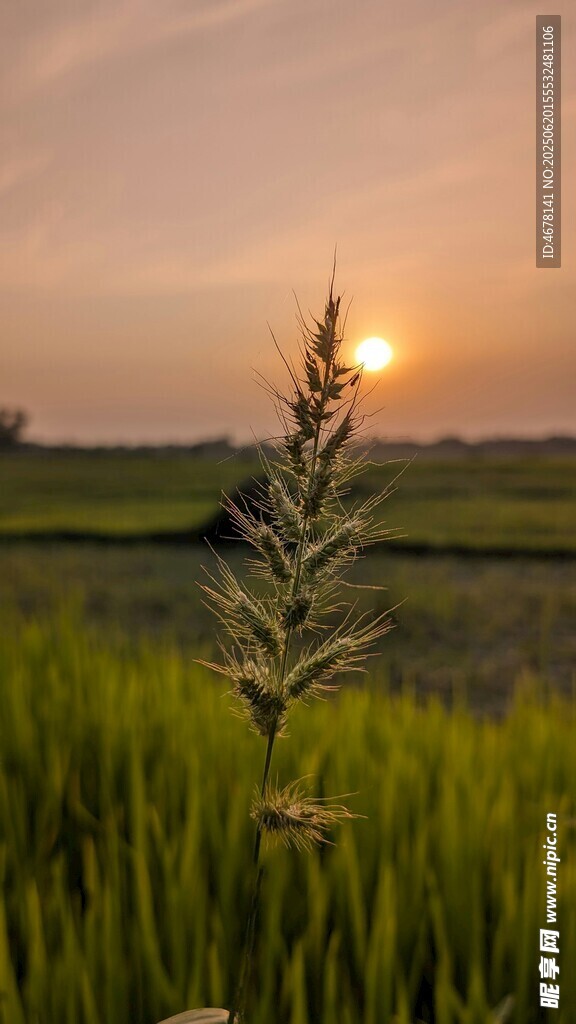夕陽下的田野植物美景