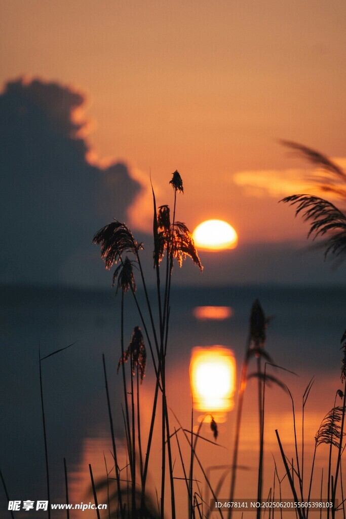 夕陽下的湖畔蘆葦美景