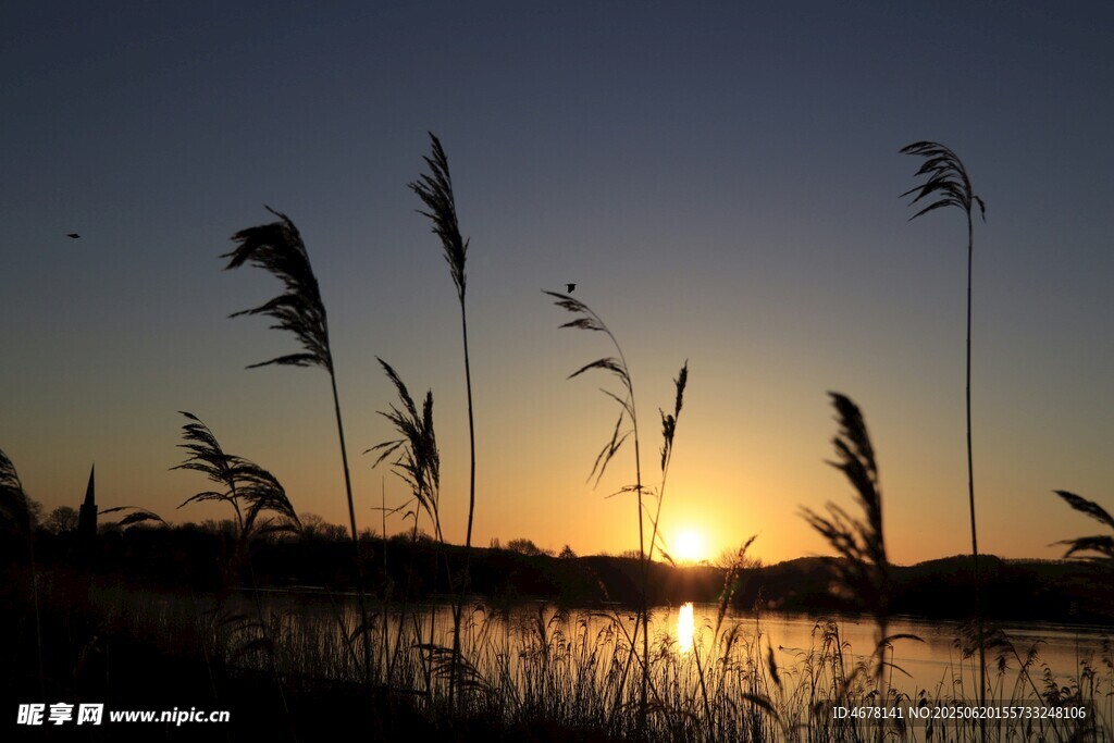 夕陽下的蘆葦美景
