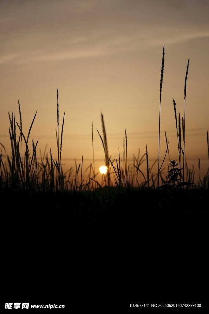 夕陽下的草叢剪影