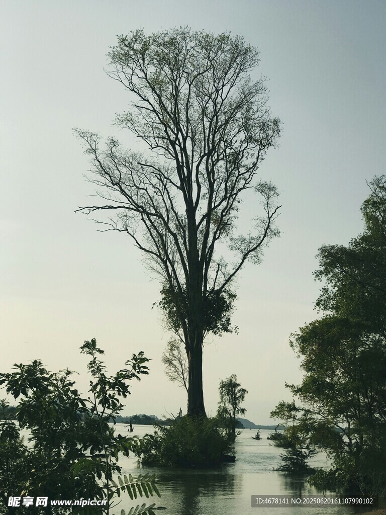 水中孤樹盡顯自然靜謐
