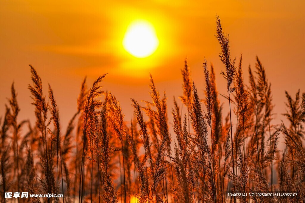 夕陽下的蘆葦美景
