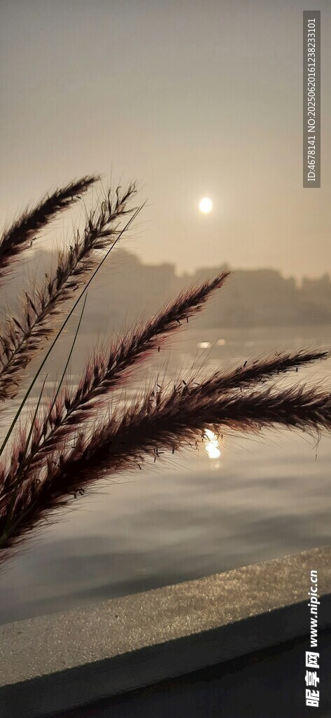 夕陽下的蘆葦與波光水面