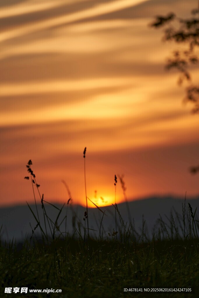 夕陽下的草地剪影