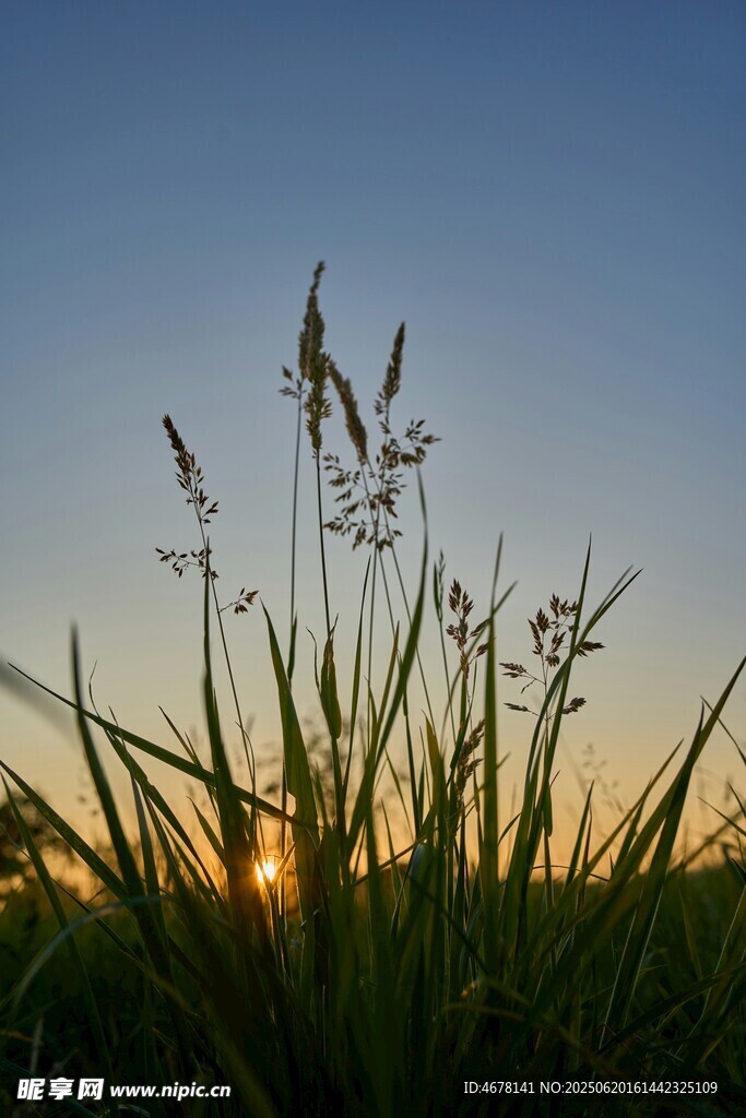 夕陽下的野草