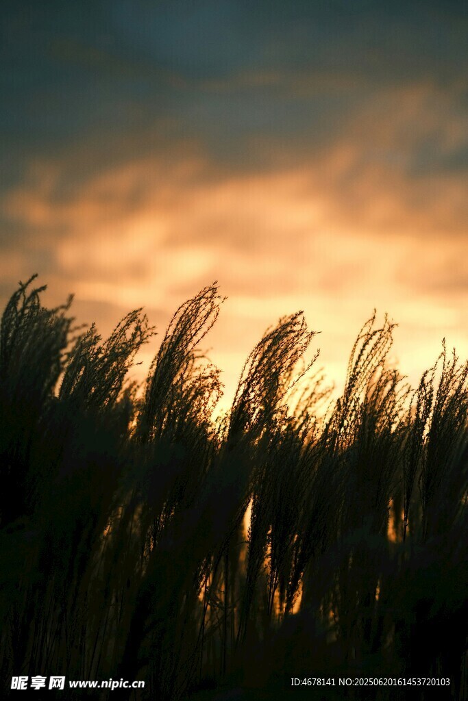 夕陽下搖曳的蘆葦美景