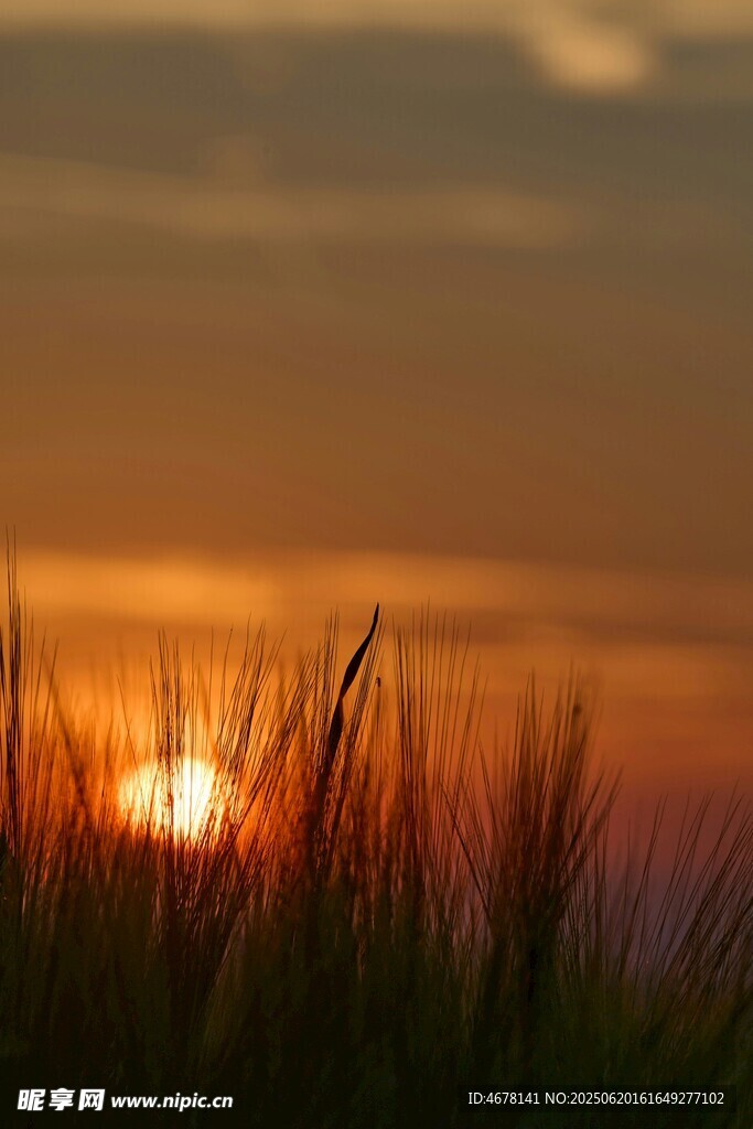 夕陽(yáng)下的草叢美景