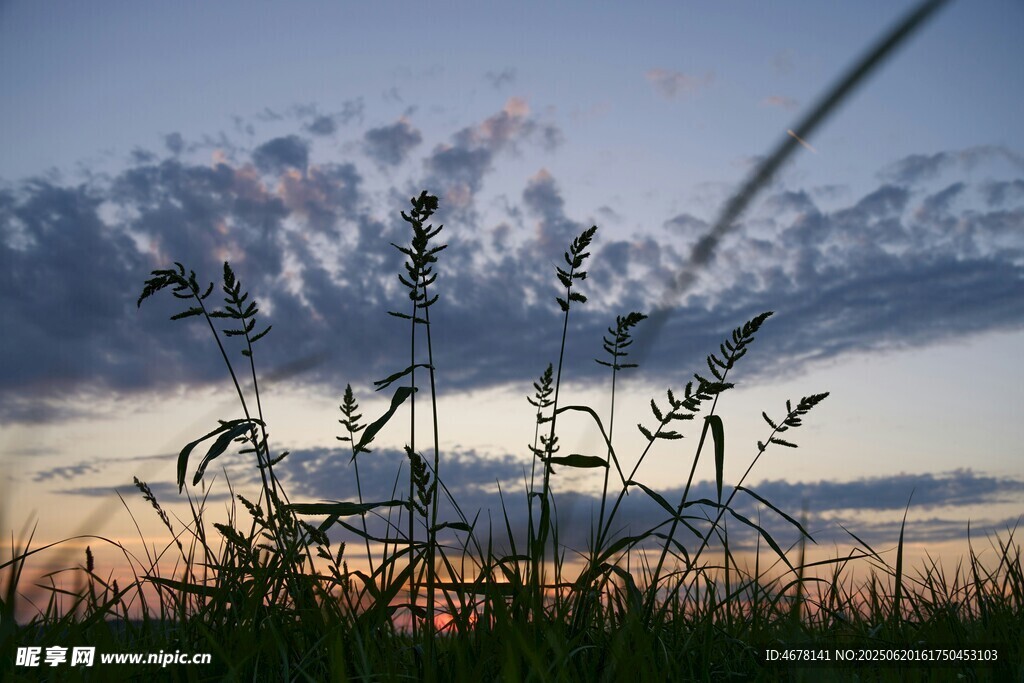 夕陽(yáng)下的草地與搖曳草莖