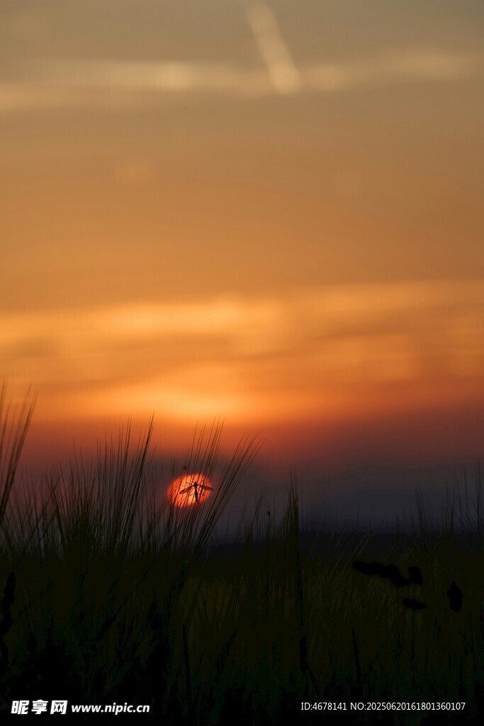 夕陽下的草地美景