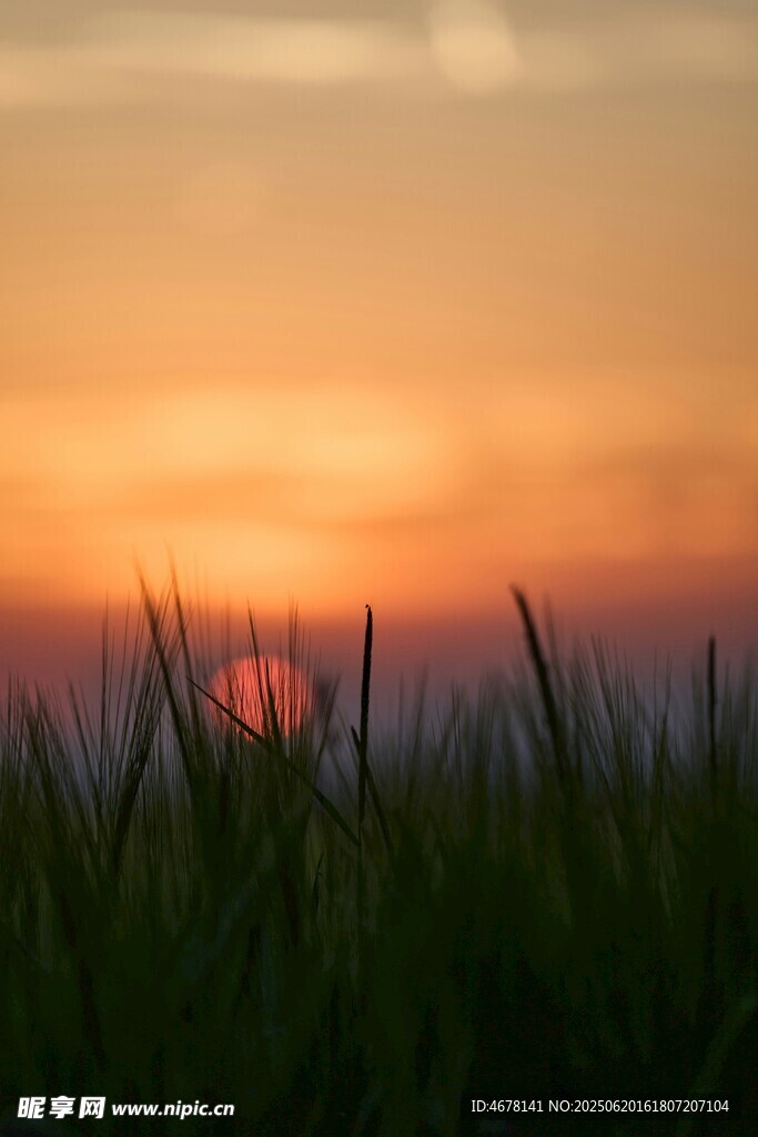 夕陽下的草地美景