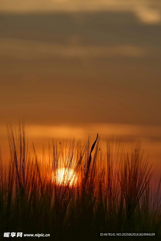 夕陽下的草叢美景