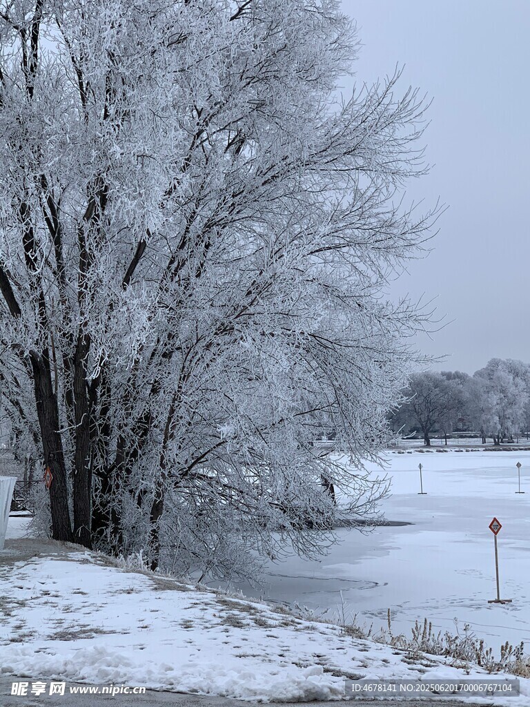 冬日雪景中的樹木與雪地