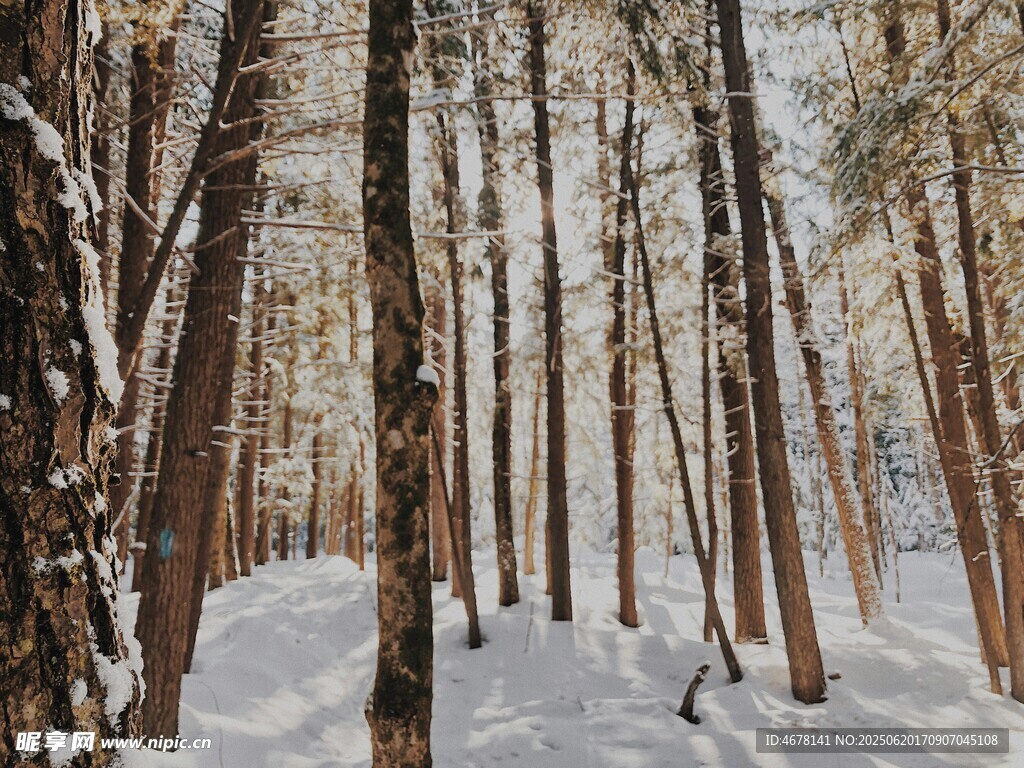 雪覆森林冬日靜謐之景