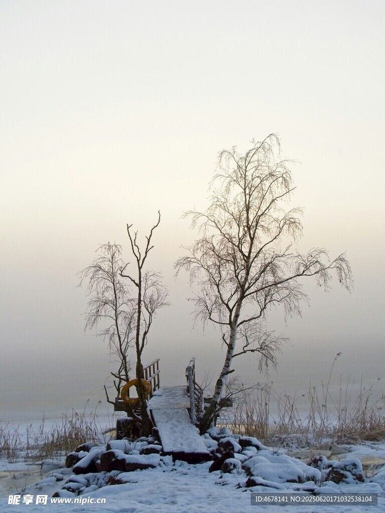 冬日雪野中的枯樹景觀