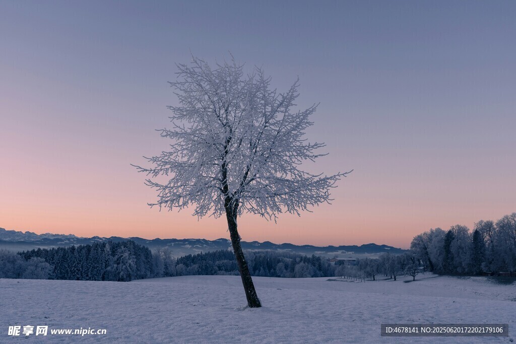 雪地孤樹的靜謐黃昏