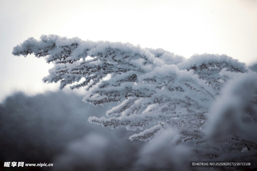 雪覆松枝冬日自然美景