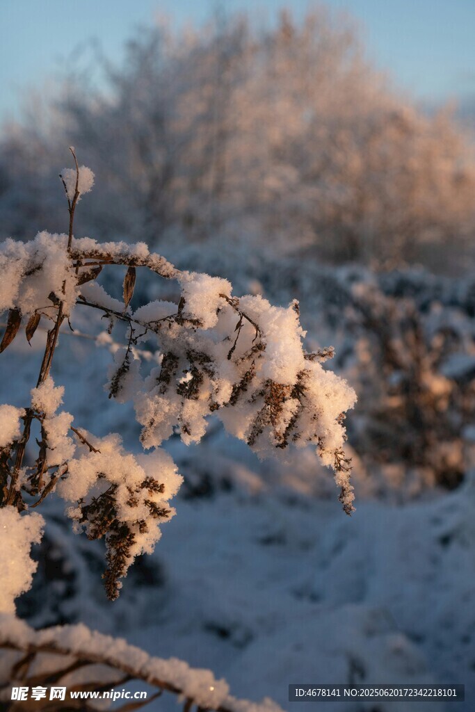 雪覆枝頭的冬日景致