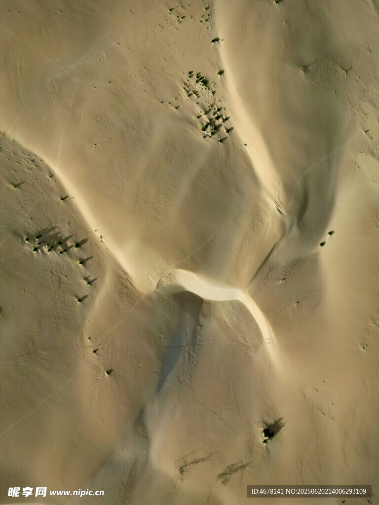 沙漠沙丘與零星植被