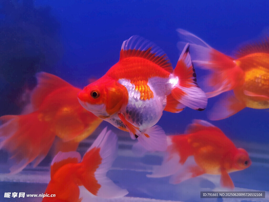 靈動金魚水中游