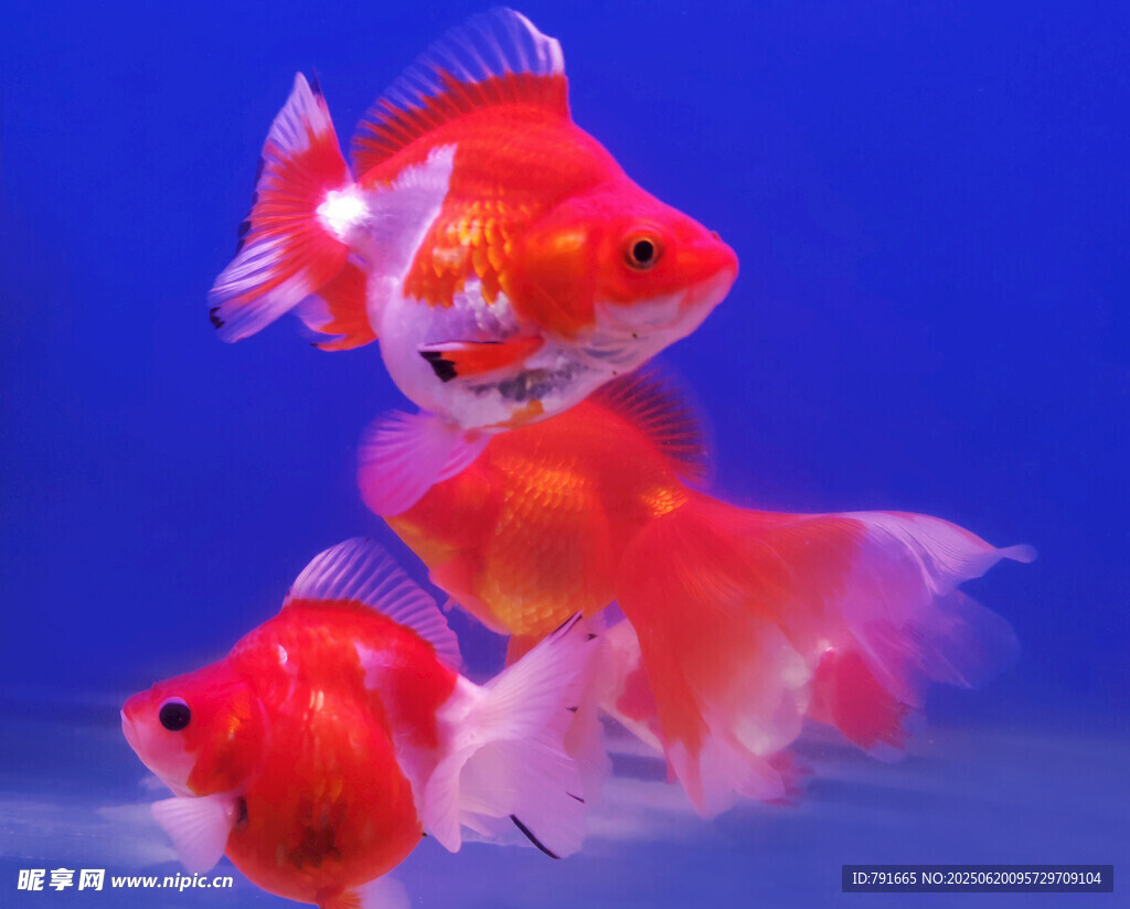靈動金魚水中游