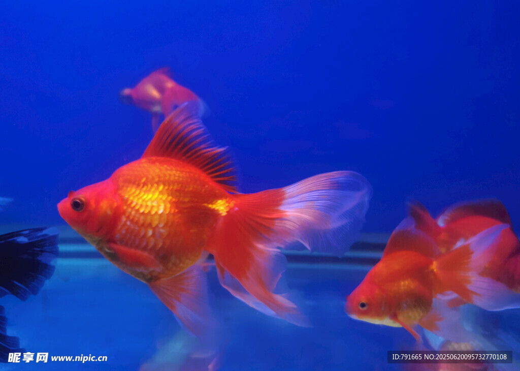 靈動金魚在水中悠游