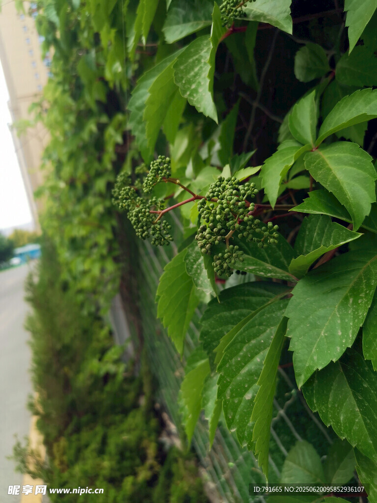 綠植墻