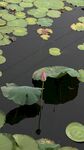 荷塘浮葉