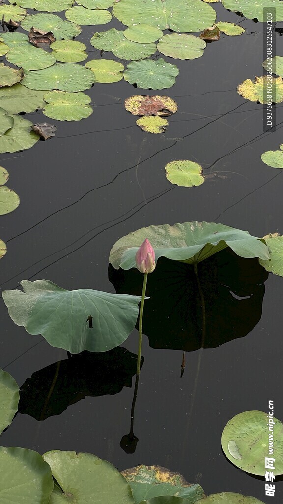 荷塘浮葉