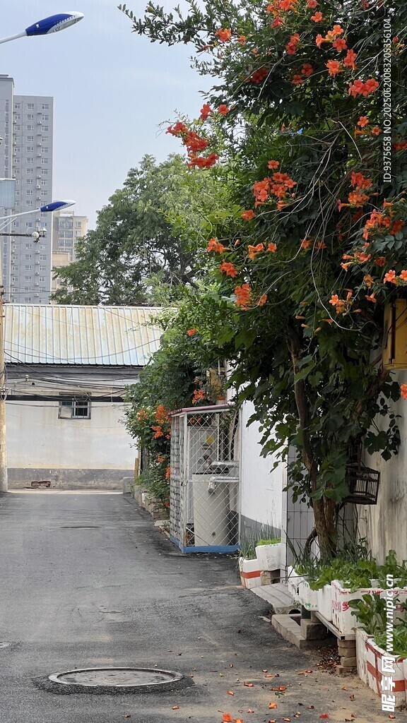 寧?kù)o小巷 綠植相伴的景致