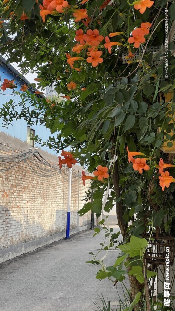 路邊盛開的鮮艷橙色花朵
