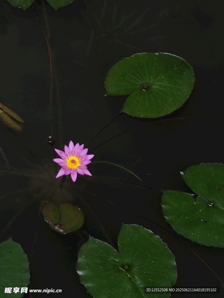 水中綻放的美麗粉色睡蓮