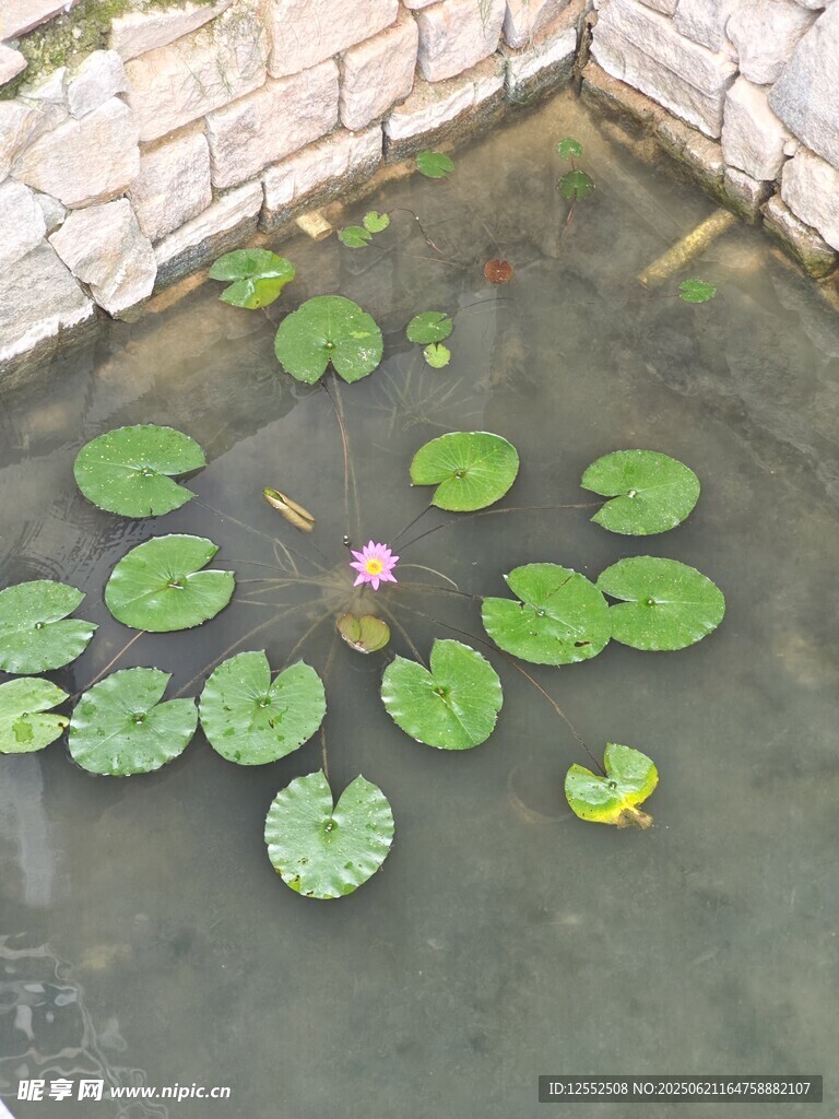 池塘中的睡蓮與荷葉