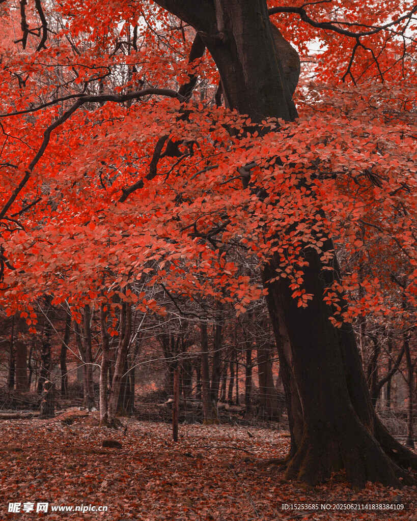 秋日紅楓樹林美景