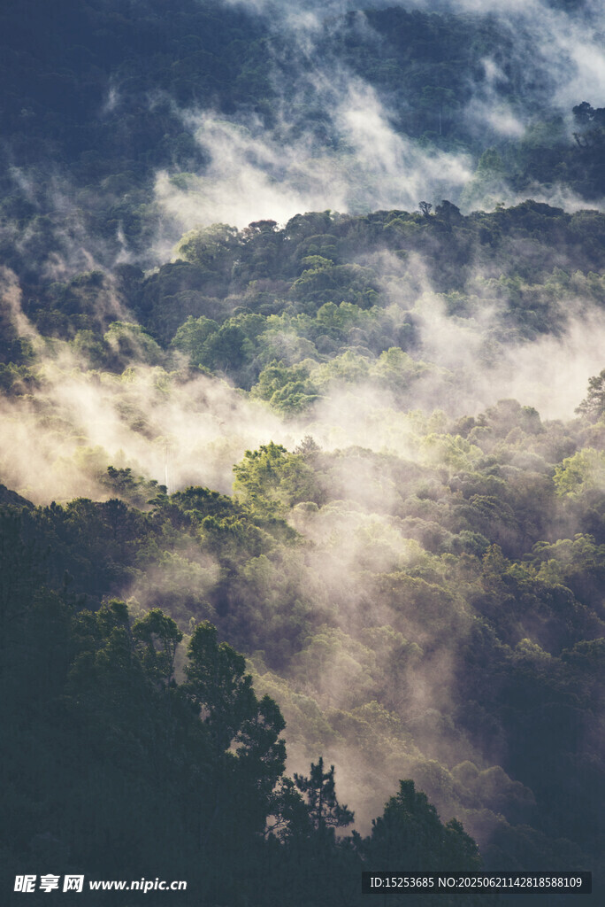 山間云霧繚繞的森林美景