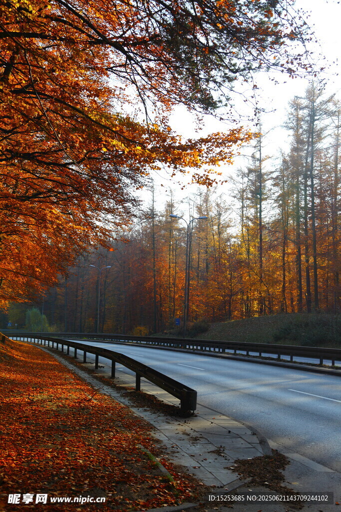 秋日林間公路美景