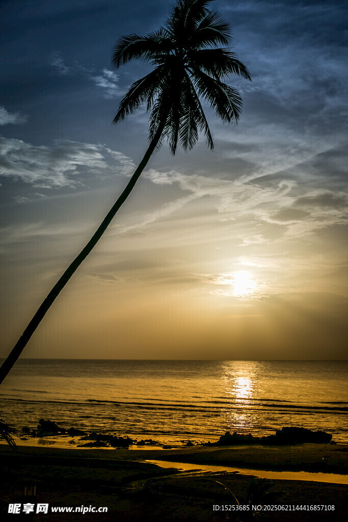 夕陽下的海邊椰樹美景