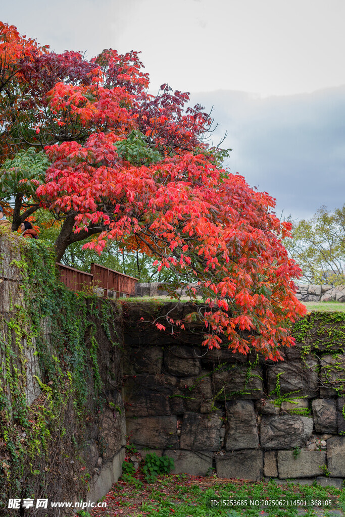 石墻邊盛開的火紅花朵