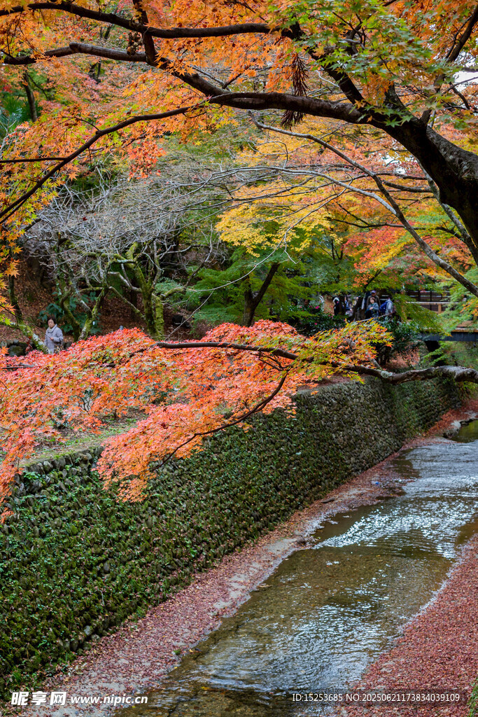 秋日溪邊絢爛紅葉景致