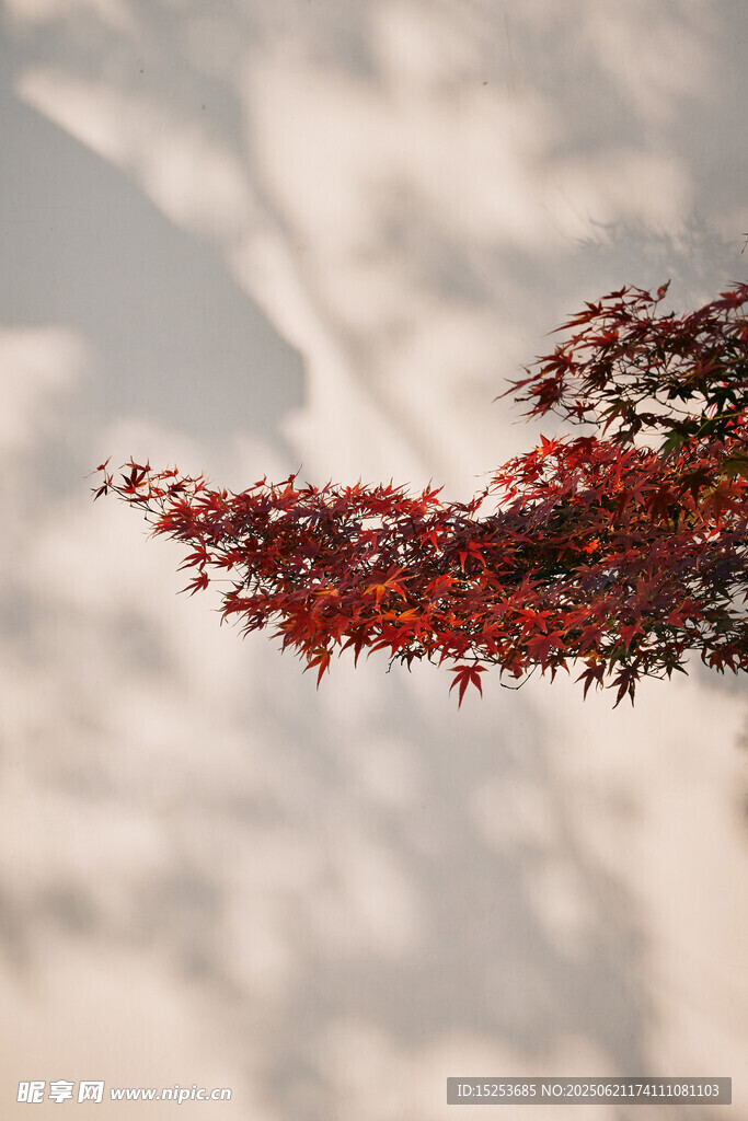 枝頭紅葉映光影