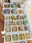 多樣多肉植物盆栽展示