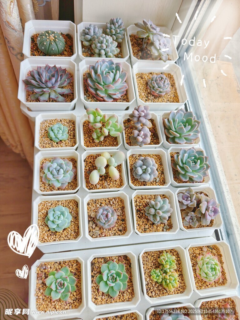 多樣多肉植物盆栽展示