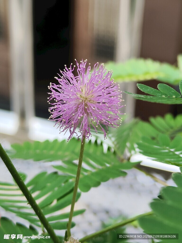 含羞草的花