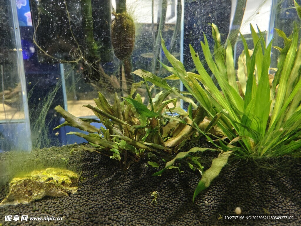 水草景觀