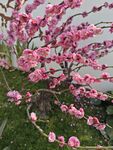 粉色梅花
