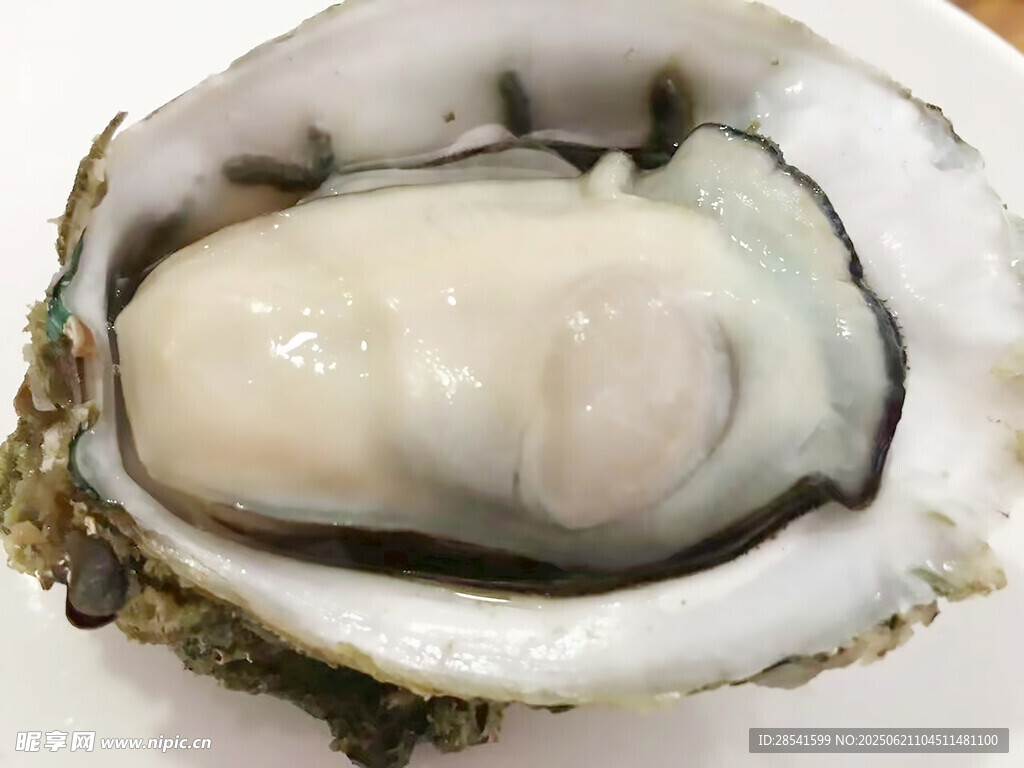 新鮮生蠔特寫